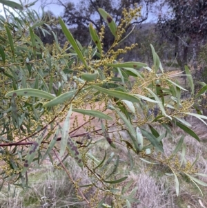 Acacia rubida at Hackett, ACT - 28 Jul 2023