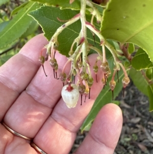 Arbutus unedo at Aranda, ACT - 29 Jul 2023