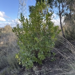 Arbutus unedo at Aranda, ACT - 29 Jul 2023