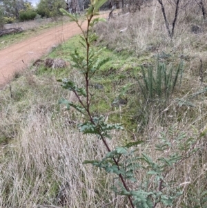 Acacia rubida at Hackett, ACT - 28 Jul 2023 04:05 PM