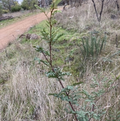 Acacia rubida (Red-stemmed Wattle, Red-leaved Wattle) at Hackett, ACT - 28 Jul 2023 by waltraud