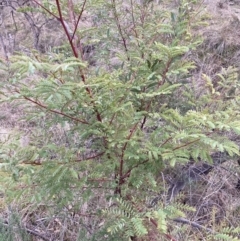 Acacia rubida (Red-stemmed Wattle, Red-leaved Wattle) at Hackett, ACT - 28 Jul 2023 by waltraud