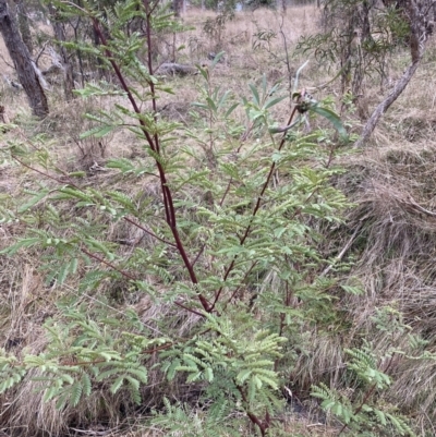 Acacia rubida (Red-stemmed Wattle, Red-leaved Wattle) at Hackett, ACT - 28 Jul 2023 by waltraud