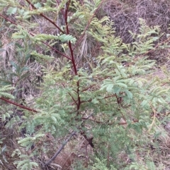 Acacia rubida (Red-stemmed Wattle, Red-leaved Wattle) at Hackett, ACT - 28 Jul 2023 by waltraud