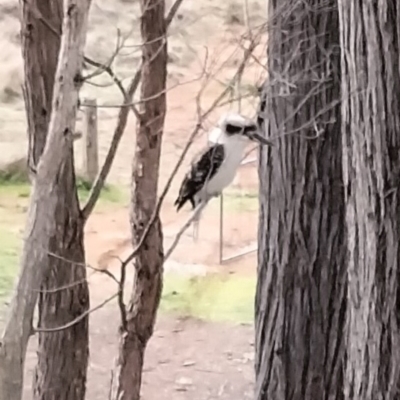 Dacelo novaeguineae (Laughing Kookaburra) at Yass River, NSW - 29 Jul 2023 by 120Acres