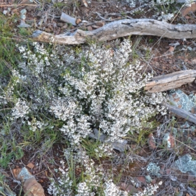 Cryptandra amara (Bitter Cryptandra) at Yass River, NSW - 21 Oct 2021 by 120Acres