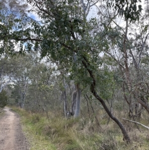 Eucalyptus bridgesiana at Belconnen, ACT - 29 Jul 2023