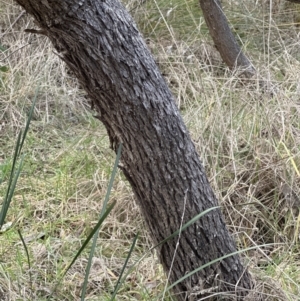 Eucalyptus bridgesiana at Belconnen, ACT - 29 Jul 2023