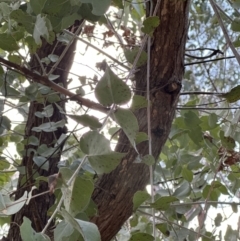 Eucalyptus bridgesiana at Belconnen, ACT - 29 Jul 2023