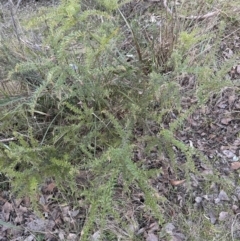 Grevillea alpina at Aranda, ACT - 29 Jul 2023 04:04 PM