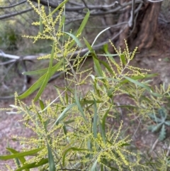 Acacia longifolia subsp. longifolia (Sydney Golden Wattle) at Belconnen, ACT - 29 Jul 2023 by lbradley