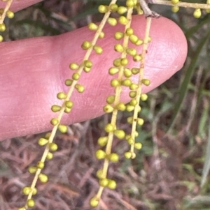 Acacia longifolia subsp. longifolia at Aranda, ACT - 29 Jul 2023