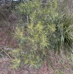 Acacia longifolia subsp. longifolia at Aranda, ACT - 29 Jul 2023 04:15 PM