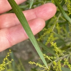 Acacia longifolia subsp. longifolia at Aranda, ACT - 29 Jul 2023