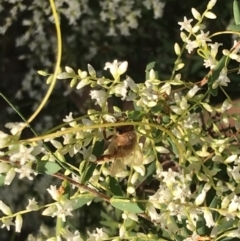 Unidentified Bee (Hymenoptera, Apiformes) at Evans Head, NSW - 29 Jul 2023 by AliClaw