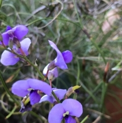 Hardenbergia violacea (False Sarsaparilla) at Evans Head, NSW - 29 Jul 2023 by AliClaw