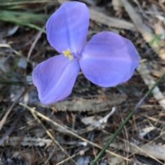 Patersonia (genus) at Evans Head, NSW - 29 Jul 2023 by AliClaw