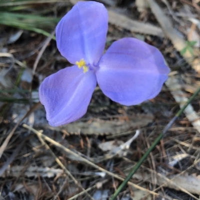 Patersonia sp. at Evans Head, NSW - 29 Jul 2023 by AliClaw