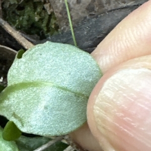 Pterostylis nutans at Aranda, ACT - 29 Jul 2023