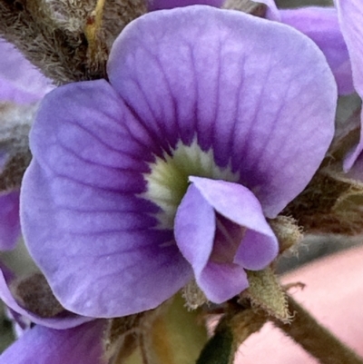 Hovea heterophylla (Common Hovea) at Aranda Bushland - 29 Jul 2023 by lbradley