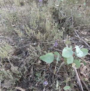 Hovea heterophylla at Aranda, ACT - 29 Jul 2023 04:37 PM