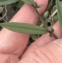 Hovea heterophylla at Belconnen, ACT - 29 Jul 2023