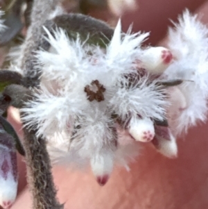 Leucopogon attenuatus at Belconnen, ACT - 29 Jul 2023