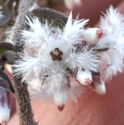 Leucopogon attenuatus (Small-leaved Beard Heath) at Aranda, ACT - 29 Jul 2023 by lbradley