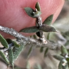 Leucopogon attenuatus at Belconnen, ACT - 29 Jul 2023