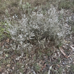 Leucopogon attenuatus at Belconnen, ACT - 29 Jul 2023