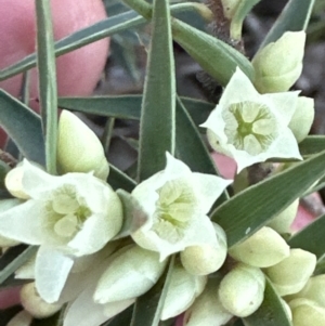 Melichrus urceolatus at Aranda, ACT - 29 Jul 2023