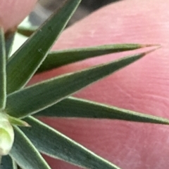 Melichrus urceolatus at Belconnen, ACT - 29 Jul 2023