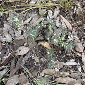 Melichrus urceolatus at Belconnen, ACT - 29 Jul 2023