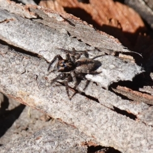 Jotus auripes at Bango, NSW - suppressed