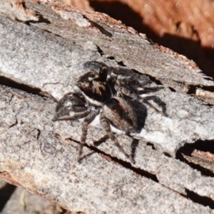 Jotus auripes at Bango, NSW - suppressed