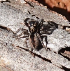 Jotus auripes at Bango, NSW - suppressed