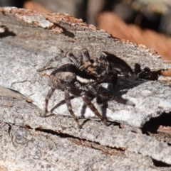 Jotus auripes at Bango, NSW - suppressed