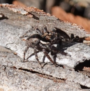 Jotus auripes at Bango, NSW - suppressed