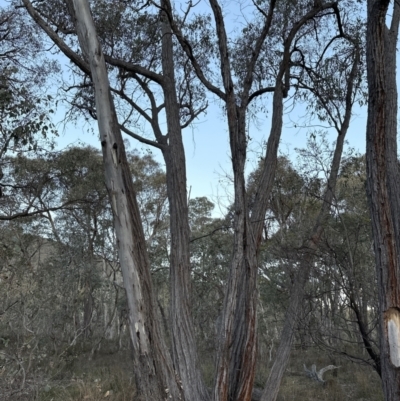 Eucalyptus macrorhyncha (Red Stringybark) at Belconnen, ACT - 29 Jul 2023 by lbradley