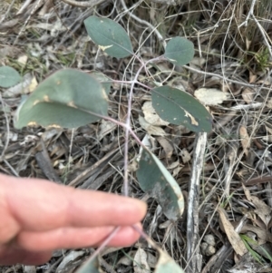 Eucalyptus macrorhyncha at Aranda, ACT - 29 Jul 2023