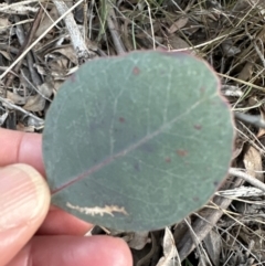 Eucalyptus macrorhyncha at Aranda, ACT - 29 Jul 2023 05:00 PM