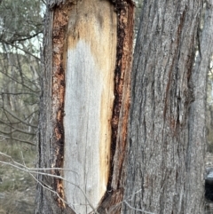 Eucalyptus macrorhyncha at Aranda, ACT - 29 Jul 2023