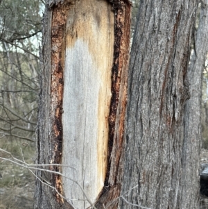 Eucalyptus macrorhyncha at Aranda, ACT - 29 Jul 2023