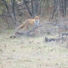 Vulpes vulpes (Red Fox) at Cotter River, ACT - 29 Jul 2023 by TomW