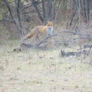 Vulpes vulpes at Cotter River, ACT - 29 Jul 2023 12:16 PM