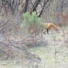 Vulpes vulpes at Cotter River, ACT - 29 Jul 2023 12:16 PM