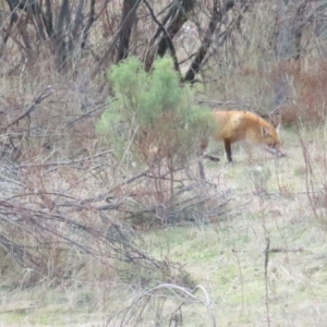 Vulpes vulpes at Cotter River, ACT - 29 Jul 2023 12:16 PM