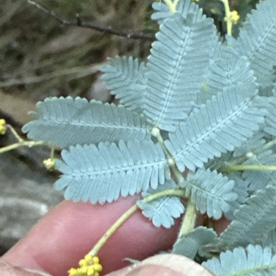 Acacia baileyana (Cootamundra Wattle, Golden Mimosa) at Belconnen, ACT - 29 Jul 2023 by lbradley