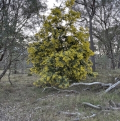 Acacia baileyana at Aranda, ACT - 29 Jul 2023