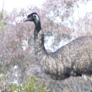 Dromaius novaehollandiae at Cotter River, ACT - 29 Jul 2023